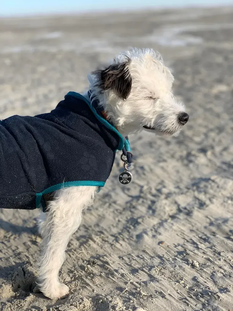 Watson am Strand