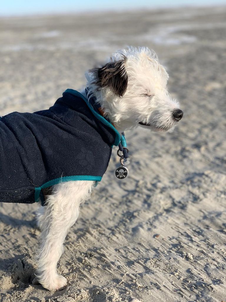 Watson am Strand